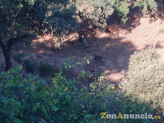 Finca rustica en Almaden de la Plata (Sevilla).