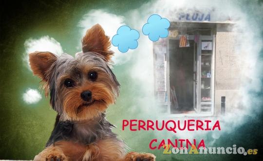 traspaso pajareria y peluqueria canina por jubilacion
