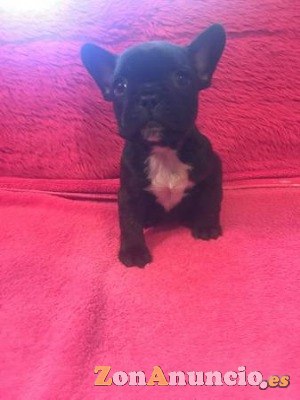 Hermosos cachorros de bulldog francés.