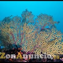 CURSO OPEN WATER DIVER