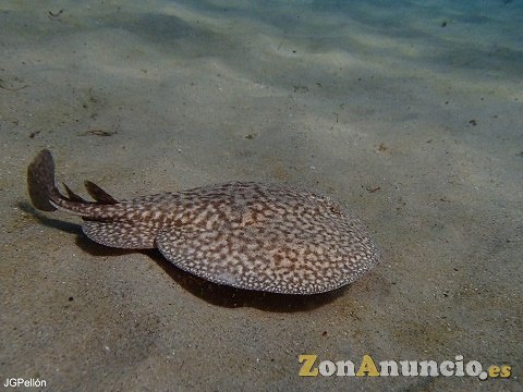 CURSO OPEN WATER DIVER