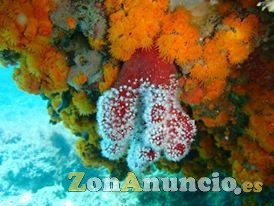 SNORKELING EN BARBATE