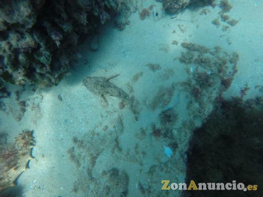 SNORKELING EN BARBATE