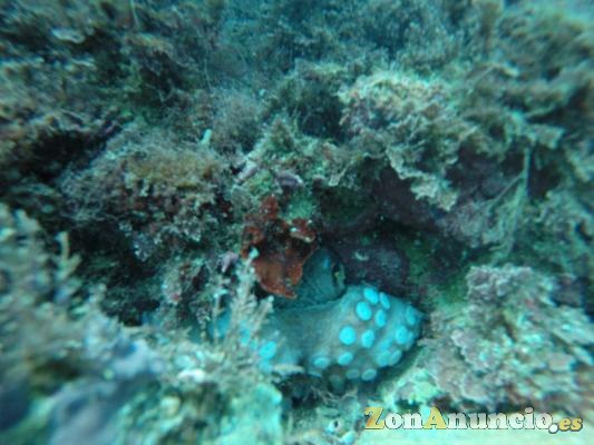 SNORKELING EN BARBATE