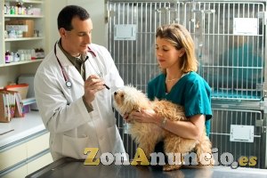 curso de Ayudante Técnico Veterinario