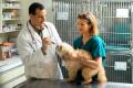Venta Cursos: curso de Ayudante Técnico Veterinario