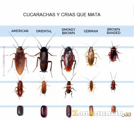 Insecticida en polvo para matar cucaracahs por ingestion