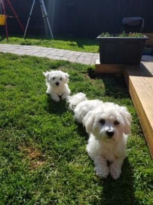 Cachorros malteses disponibles
