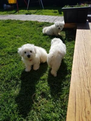 Cachorros malteses disponibles