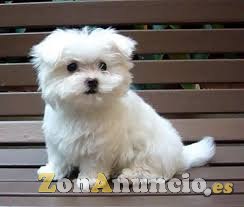 Adorables cachorros Bichon maltes para la adopción