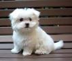 Se regala de Animales y mascotas: Adorables cachorros Bichon maltes para la adopción