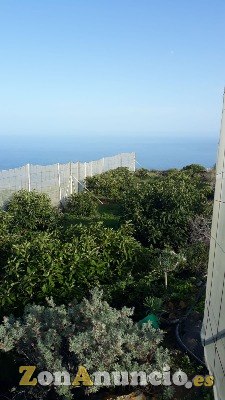 ID-452 Terreno para seguir con el cultivo de los Aguaca