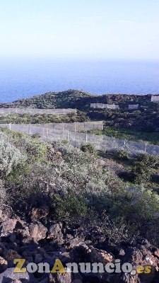 ID-452 Terreno para seguir con el cultivo de los Aguaca