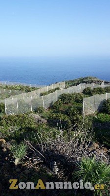 ID-452 Terreno para seguir con el cultivo de los Aguaca