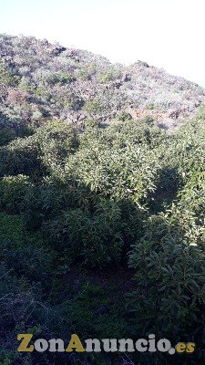 ID-452 Terreno para seguir con el cultivo de los Aguaca
