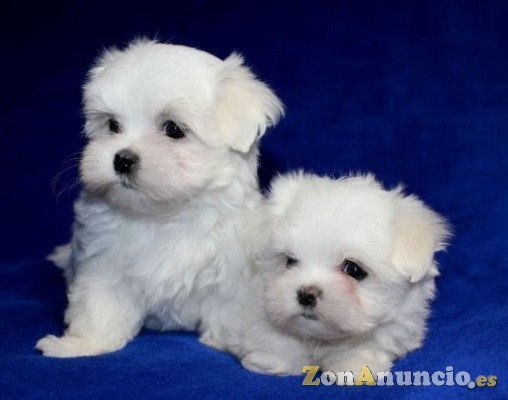 REGALO Bichon Maltes Mini Toy Para Adopcion