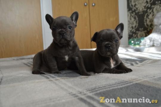 Impresionantes Cachorros De Bulldog Francés Azul