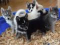 Venta de Animales y mascotas: Perritos registrados del husky siberiano.