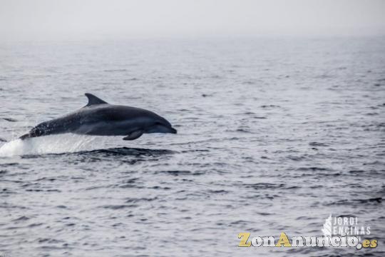 AVISTAMIENTO DE DELFINES