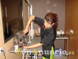 CURSO DE PELUQUERO DE PERROS, matrícula GRATIS