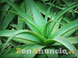 Maravillosa oportunidad de negocio