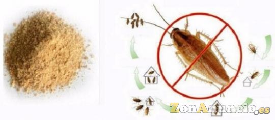 Insecticida en polvo para matar cucaracahs por ingestión