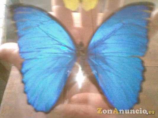 MARAVILLOSA DISECCIONADA GIGANTE MARIPOSA AZUL