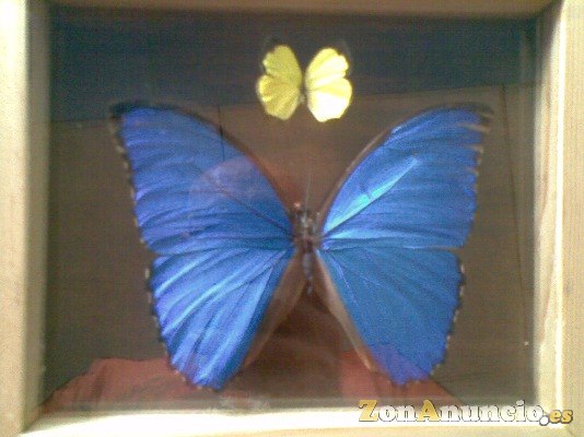 MARAVILLOSA DISECCIONADA GIGANTE MARIPOSA AZUL