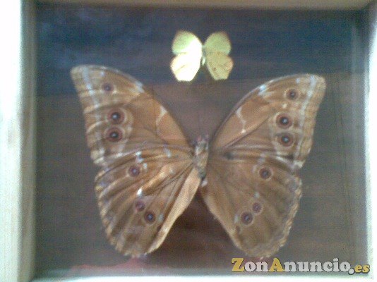 MARAVILLOSA DISECCIONADA GIGANTE MARIPOSA AZUL