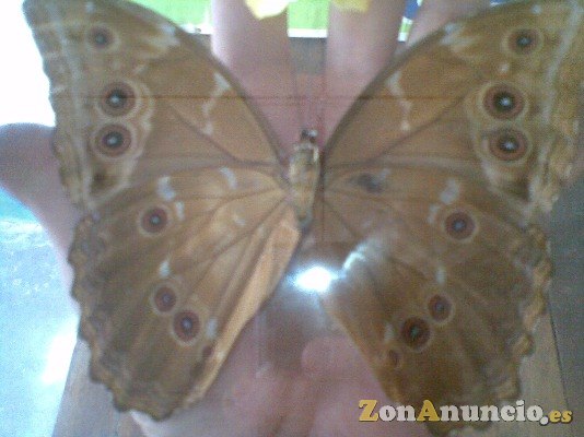 MARAVILLOSA DISECCIONADA GIGANTE MARIPOSA AZUL