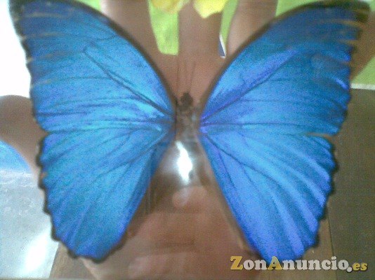 MARAVILLOSA DISECCIONADA GIGANTE MARIPOSA AZUL
