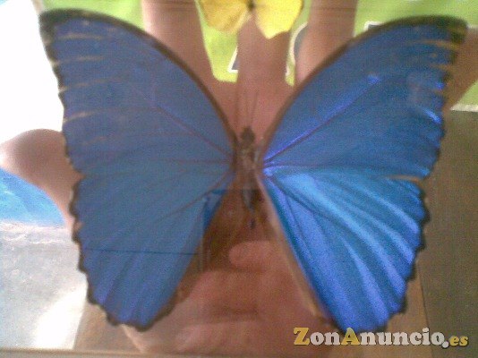 MARAVILLOSA DISECCIONADA GIGANTE MARIPOSA AZUL