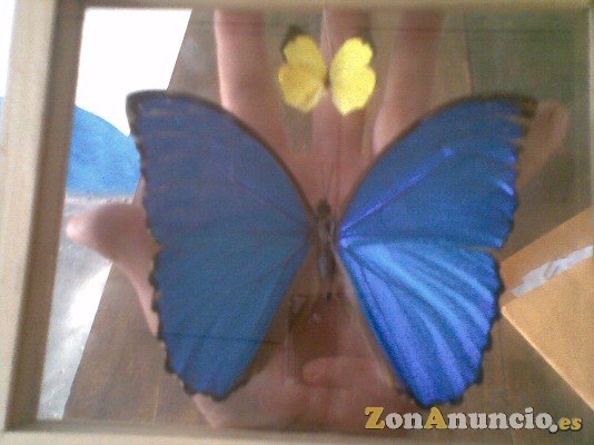 MARAVILLOSA DISECCIONADA GIGANTE MARIPOSA AZUL
