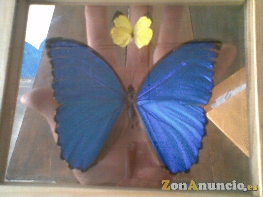 MARAVILLOSA DISECCIONADA GIGANTE MARIPOSA AZUL