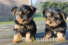 cachorros yorkie para la adopción gratuita