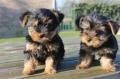Venta de Animales y mascotas: cachorros yorkie para la adopción gratuita