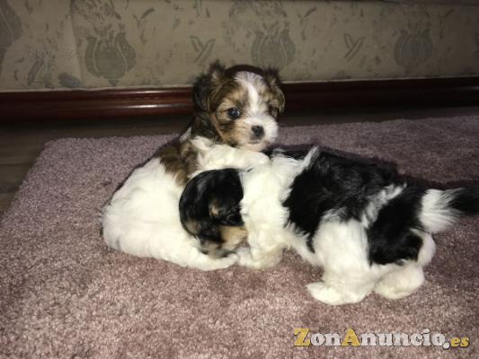 Impresionantes cachorros de Yorkies.