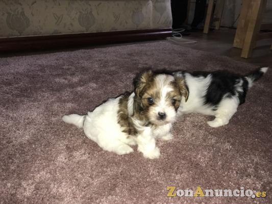 Impresionantes cachorros de Yorkies.