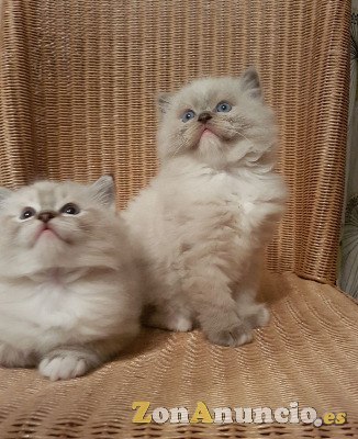 Encantadores Gatitos Ragdoll Ahora Disponibles