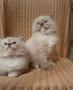 Venta Otros Servicios: Encantadores Gatitos Ragdoll Ahora Disponibles