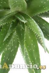 ProyectoAloe grupo independiente de Exialoe