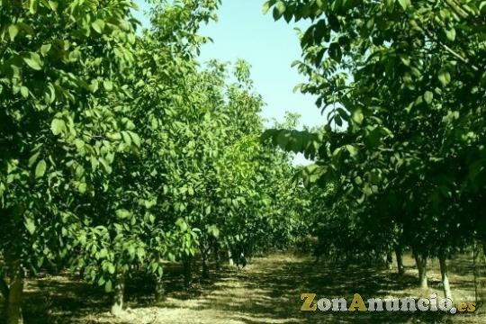 Parcelas de nogales. Socios