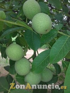 Parcelas de nogales. Socios