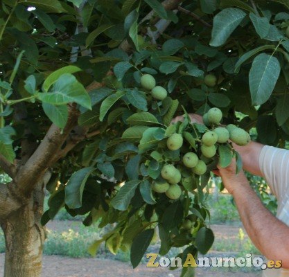 Parcelas de nogales. Socios