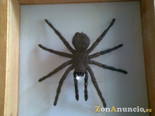 MIGALA TARANTULA - TAXIDERMIA