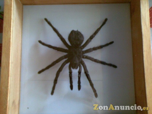MIGALA TARANTULA - TAXIDERMIA