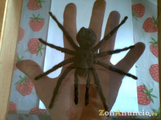 MIGALA TARANTULA - TAXIDERMIA