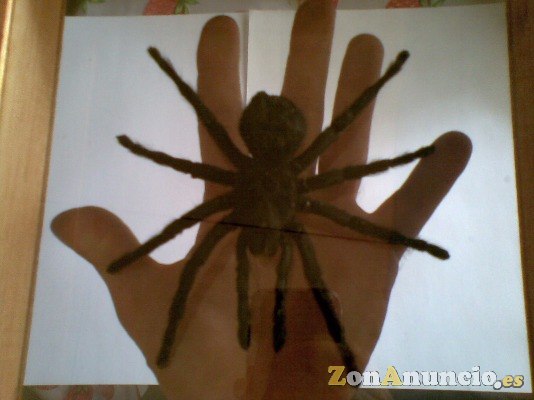 MIGALA TARANTULA - TAXIDERMIA