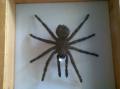Venta de colecciones de Taxidermia: MIGALA TARANTULA - TAXIDERMIA