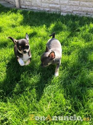 Cachorros Sanos De Chihuahua
